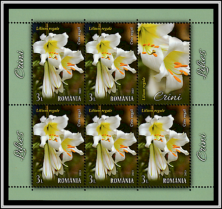 Regal Lily (Lilium regale)