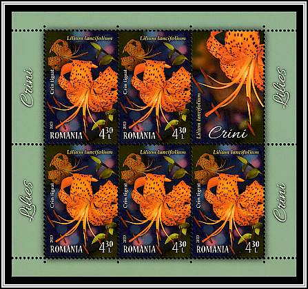 Tiger Lily (Lilium lancifolium)