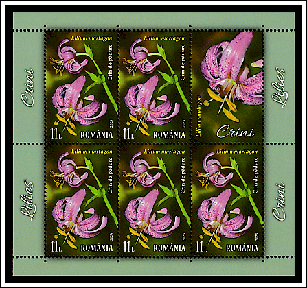 Turk's Cap Lily (Lilium martagon)