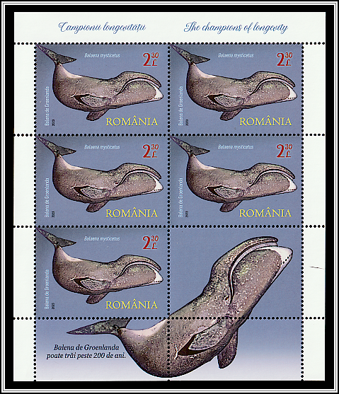 Bowhead Whale (Balaena mysticetus)