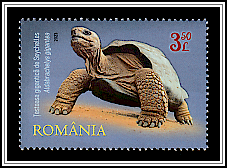 Seychelles Giant Tortoise (Aldabrachelys gigantea)