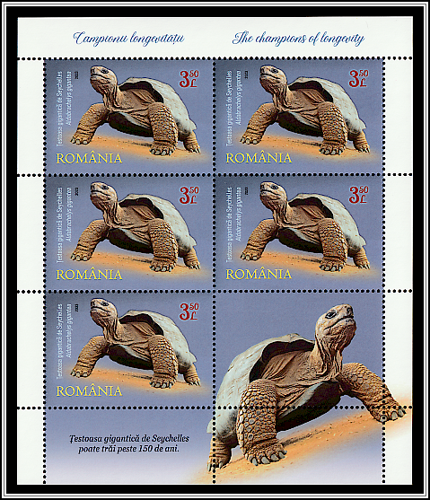 Seychelles Giant Tortoise (Aldabrachelys gigantea)