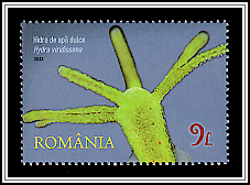 Green Hydra (Hydra viridissima)