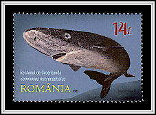Greenland Shark (Somniosus microcephalus)
