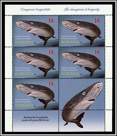 Greenland Shark (Somniosus microcephalus)