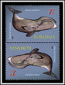 Bowhead Whale (Balaena mysticetus) Tête-bêche Type I