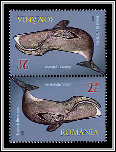 Bowhead Whale (Balaena mysticetus) Tête-bêche Type II