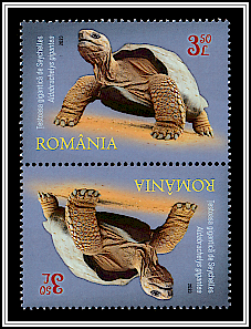 Seychelles Giant Tortoise (Aldabrachelys gigantea) Tête-bêche Type I