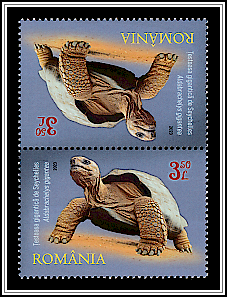 Seychelles Giant Tortoise (Aldabrachelys gigantea) Tête-bêche Type II