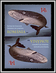 Greenland Shark (Somniosus microcephalus) Tête-bêche Type I