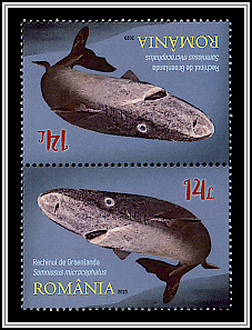 Greenland Shark (Somniosus microcephalus) Tête-bêche Type II
