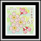 Sakura (Prunus serrulata)
