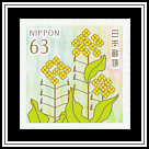 Rapeseed Flowers (Brassica napus)