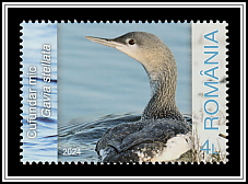 Red-throated Loon (Gavia stellata)