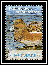 Eurasian Wigeon (Mareca penelope)