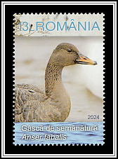 Taiga Bean Goose (Anser fabalis)
