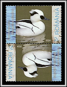 Smew (Mergellus albellus)