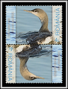 Red-throated Loon (Gavia stellata)