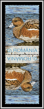Eurasian Wigeon (Mareca penelope)