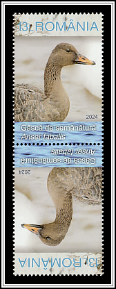 Taiga Bean Goose (Anser fabalis)