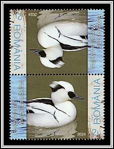 Smew (Mergellus albellus)