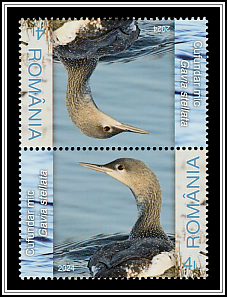 Red-throated Loon (Gavia stellata)