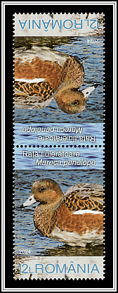 Eurasian Wigeon (Mareca penelope)