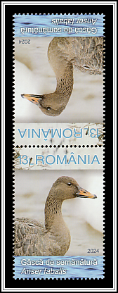 Taiga Bean Goose (Anser fabalis)