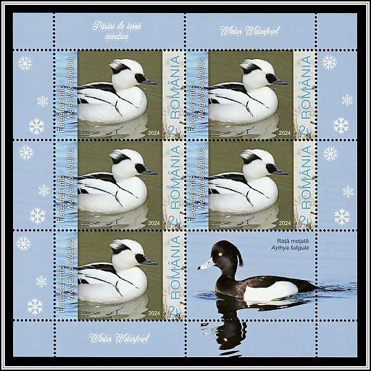 Smew (Mergellus albellus)
