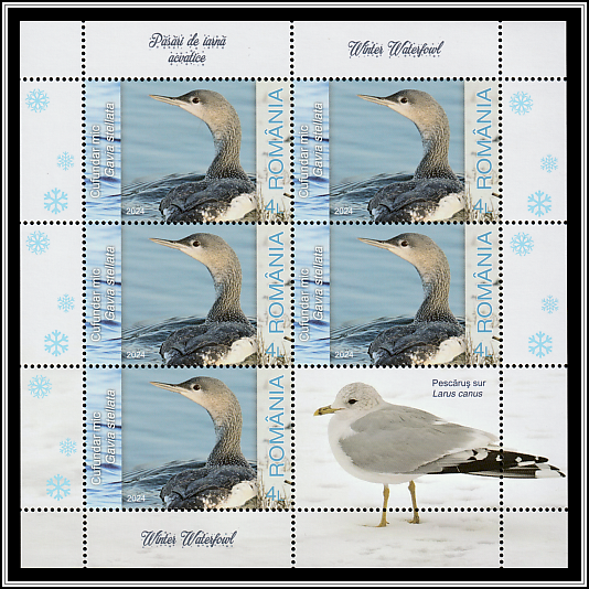 Red-throated Loon (Gavia stellata)
