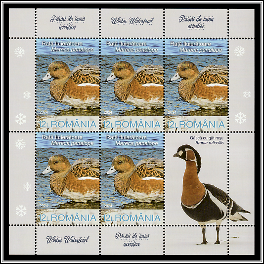 Eurasian Wigeon (Mareca penelope)