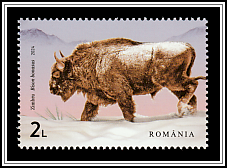 Wild Bison (Bison bonasus)