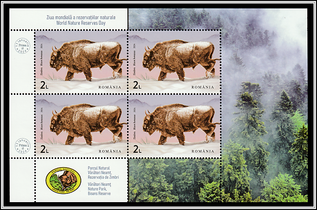 Wild Bison (Bison bonasus)
