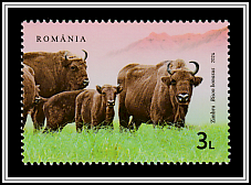 Wild Bison (Bison bonasus)