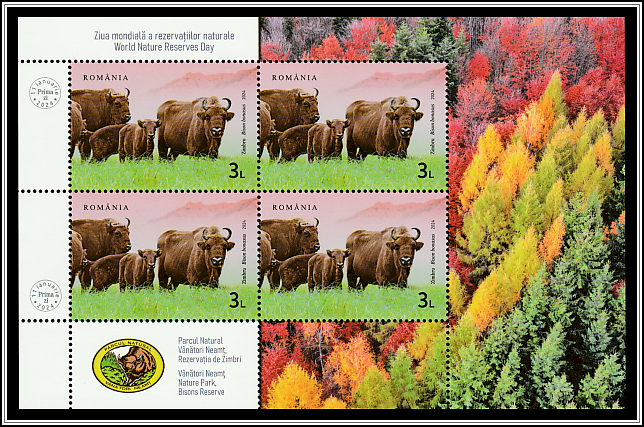 Wild Bison (Bison bonasus)
