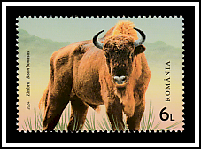 Wild Bison (Bison bonasus)