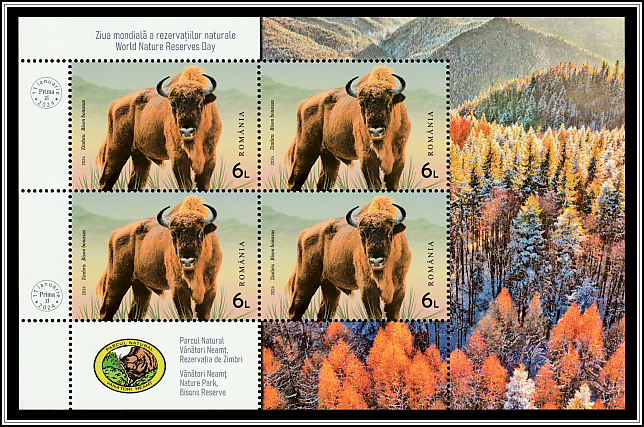 Wild Bison (Bison bonasus)