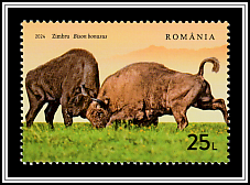 Wild Bison (Bison bonasus)