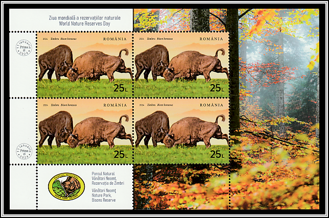 Wild Bison (Bison bonasus)