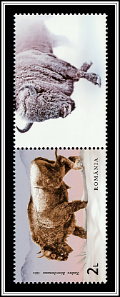 Wild Bison (Bison bonasus) Top Right Label