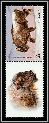 Wild Bison (Bison bonasus) Top Left Label