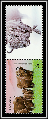 Wild Bison (Bison bonasus) Top Right Label