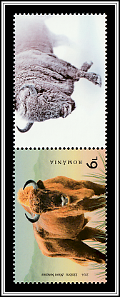 Wild Bison (Bison bonasus) Top Right Label