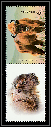 Wild Bison (Bison bonasus) Top Left Label