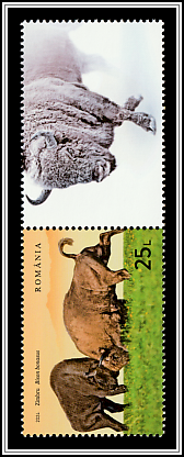 Wild Bison (Bison bonasus) Top Right Label