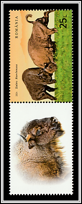 Wild Bison (Bison bonasus) Top Left Label