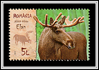 Moose (Alces alces)