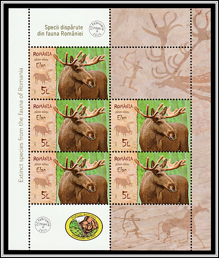 Moose (Alces alces)
