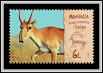 Saiga (Saiga tatarica)
