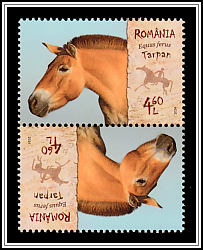 Wild Horse (Equus ferus)